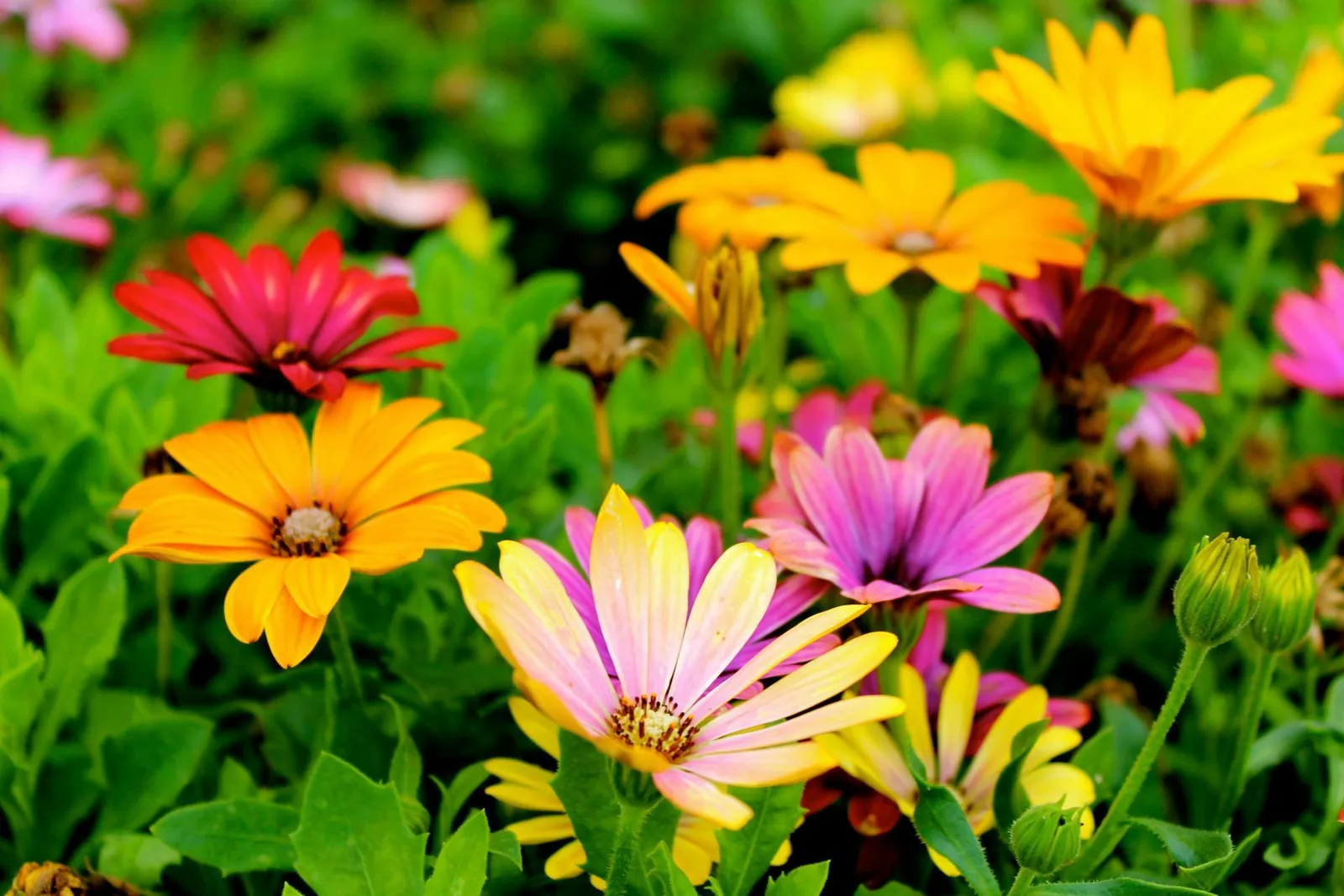 Urban Foraging in Your Own Backyard - Edible Plants You Never Knew You Had