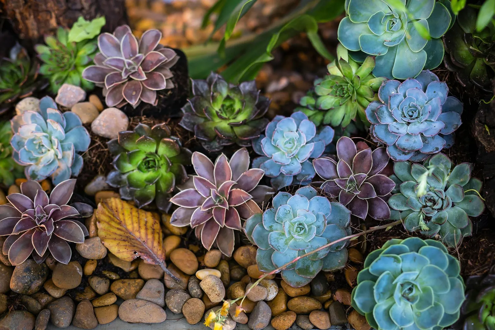 The Secret Life of House Plants After Dark - Night-time Plant Behavior